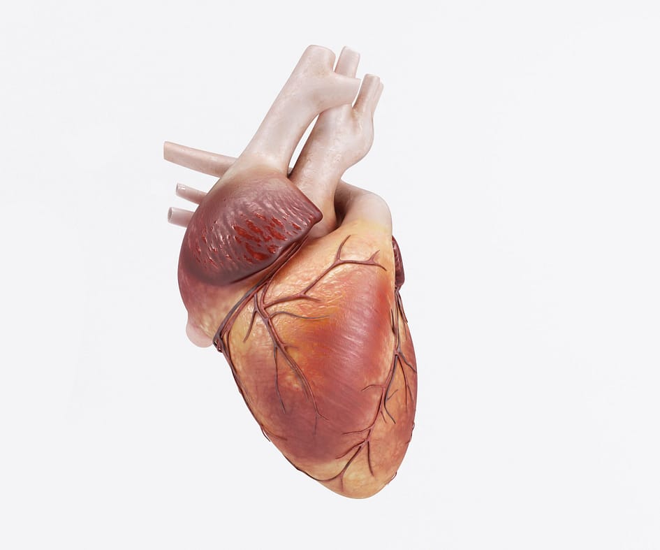 3D Render of a healthy Human Heart