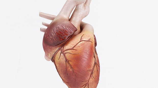 3D Render of a healthy Human Heart