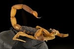 Stanford University Researchers Synthesize Scorpion Venom to Combat Drug-Resistant Tuberculosis Bacteria