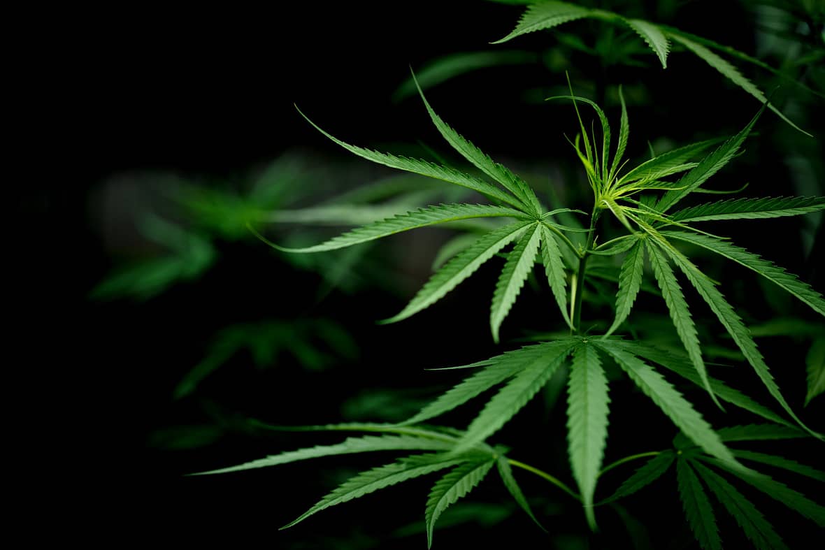 Cannabis marijuana leaf closeup dark background. leaves of a marijuana