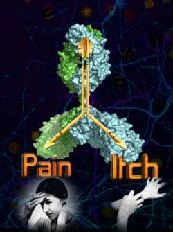 An antibody that specifically blocks the NaV1.7 voltage-gated sodium channel and suppresses pain in mice has surprisingly been found to also suppress itching in mice, even though pain and itch sensations usually follow different paths. (Source: Seok-Yong Lee and Ben Chung, Duke University)